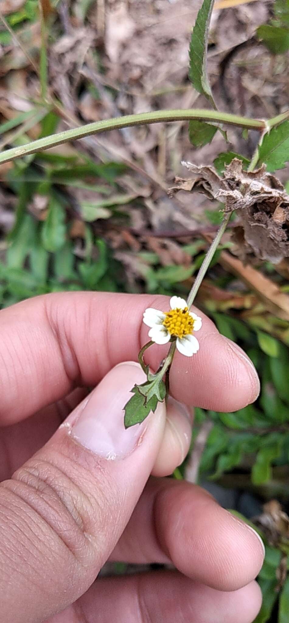 Image of Tagetes laxa Cabrera