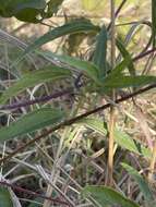 Image de Aspilia mossambicensis (Oliv.) Wild