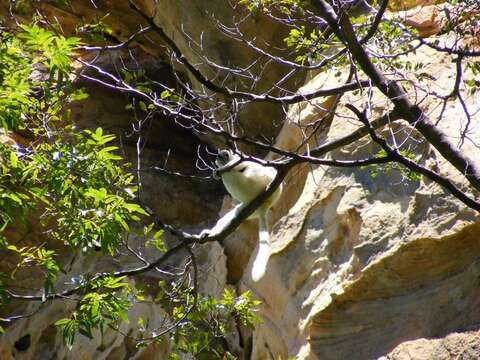 Image of Verreaux's Sifaka