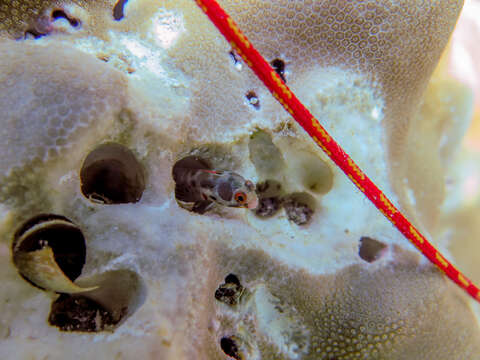 Image of Hancock's Blenny