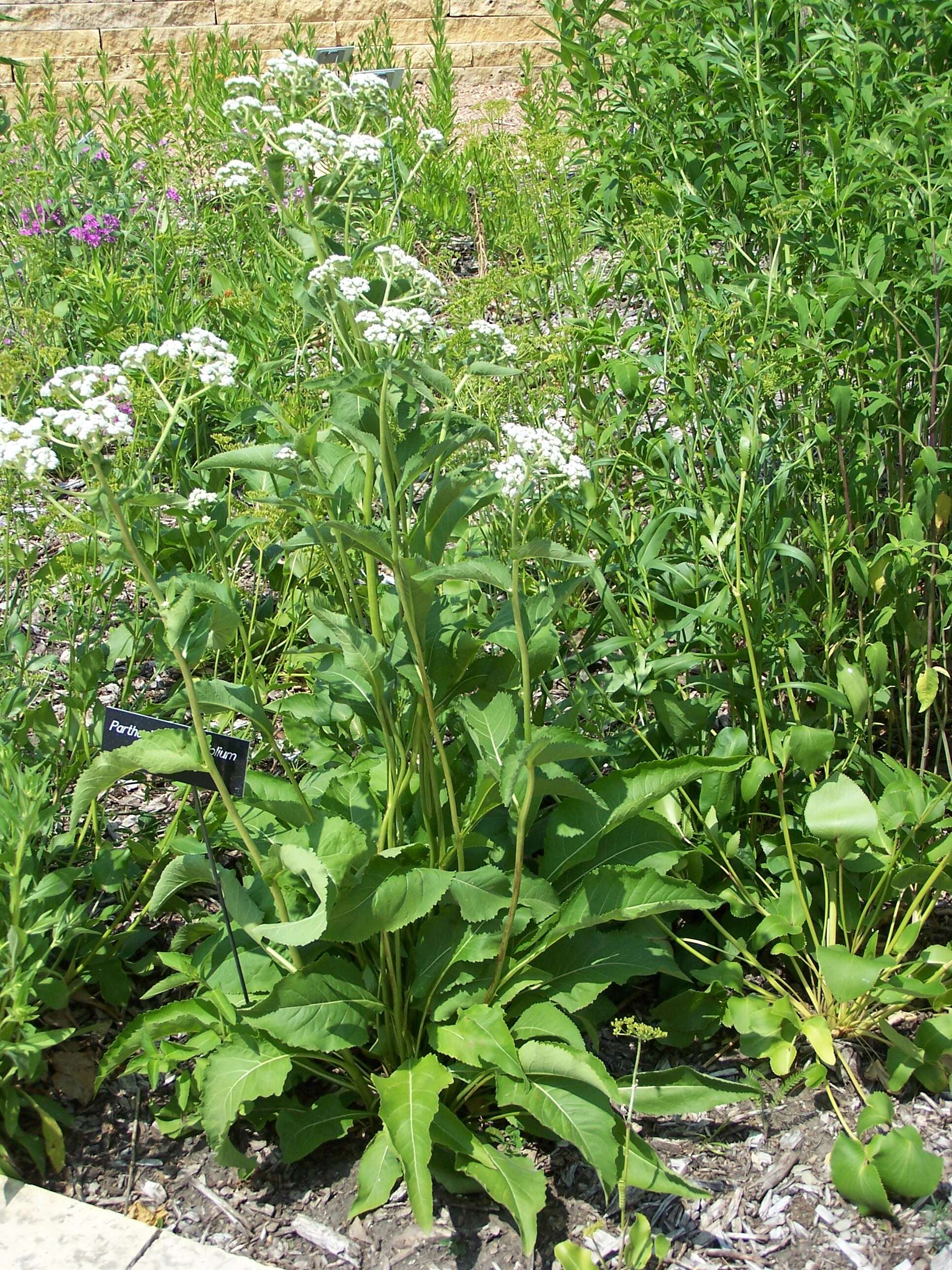 Image of American feverfew