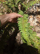 Plancia ëd Polystichum californicum (D. C. Eat.) Diels