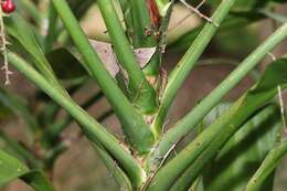 Image of Cordyline manners-suttoniae F. Muell.