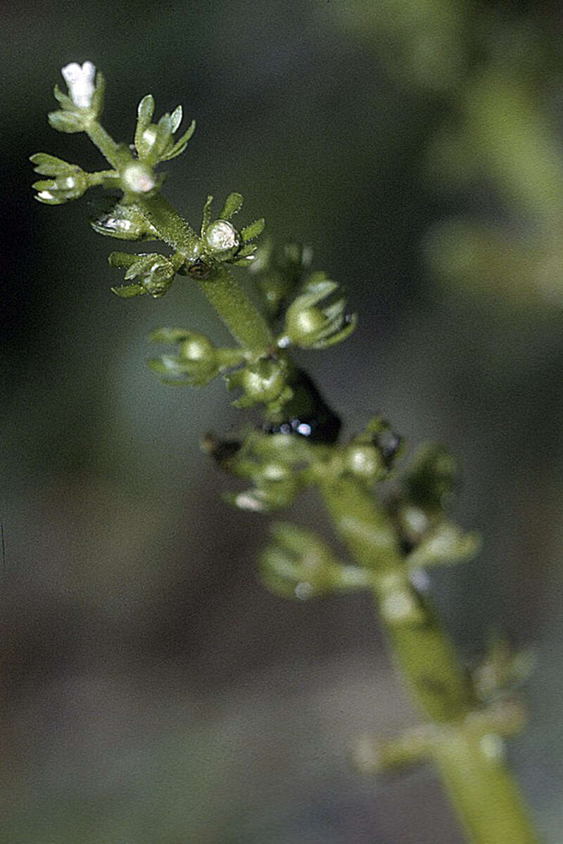 Image of American featherfoil