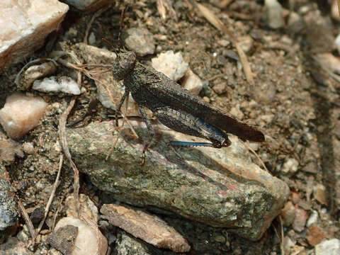 Image of Lactista gibbosus Saussure 1884