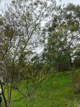 Acacia dodonaeifolia (Pers.) Balb. resmi