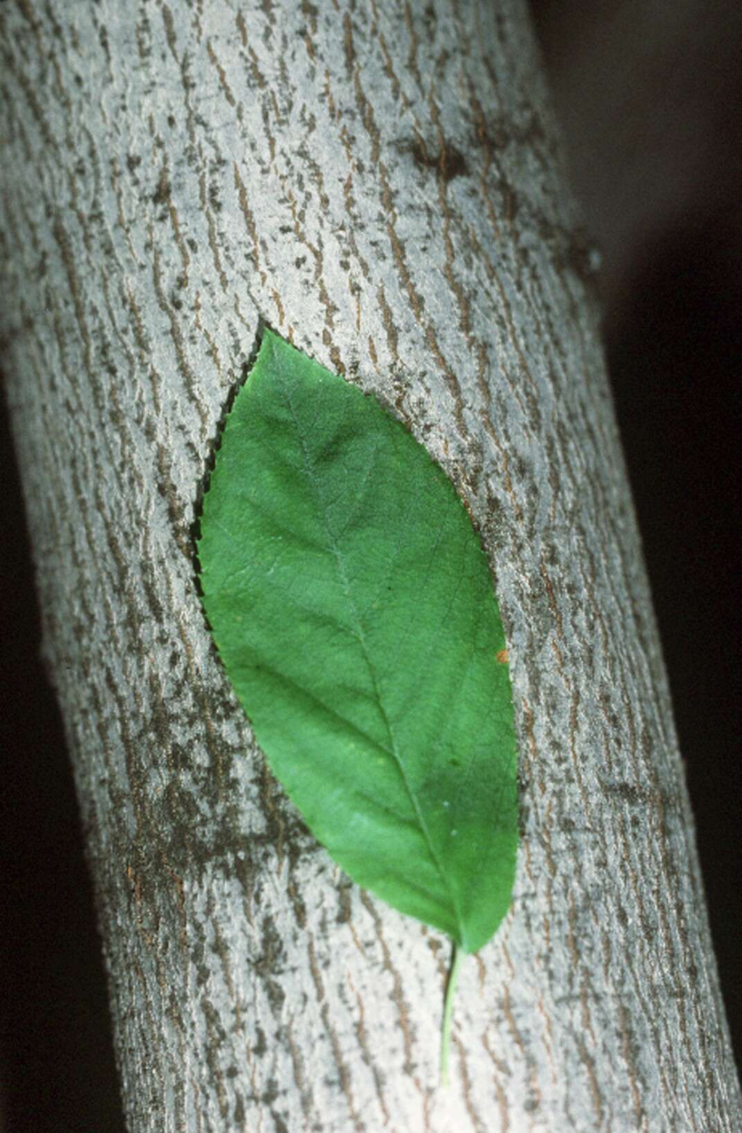 Image de Amelanchier laevis Wieg.