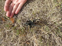 Image of Aphonopelma chiricahua Hamilton, Hendrixson & Bond 2016