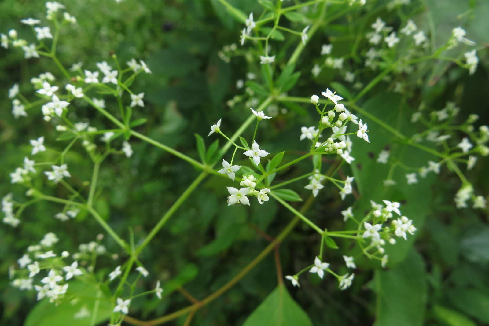 Image of Rough bedstraw