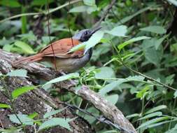 Image of White-bellied Antbird