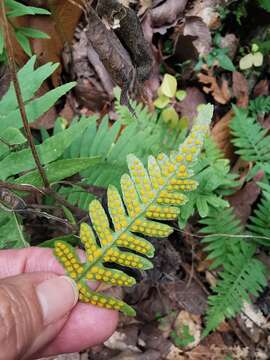 Polypodium plesiosorum Kunze的圖片