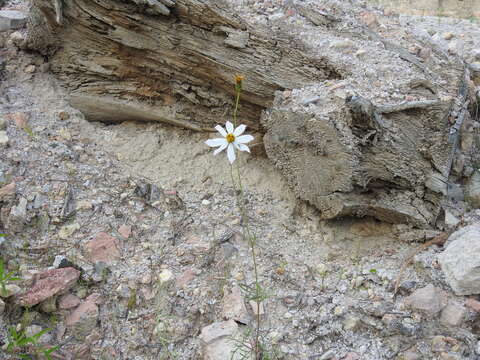 Image of Cosmos palmeri Robinson