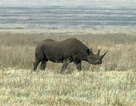 صورة Diceros bicornis michaeli Zukowsky 1965