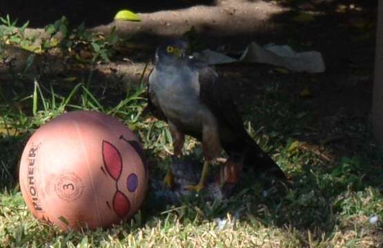 Image of Bicolored Hawk