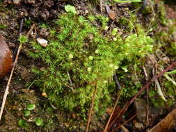 Image of Bartramia nothostricta Catcheside 1987