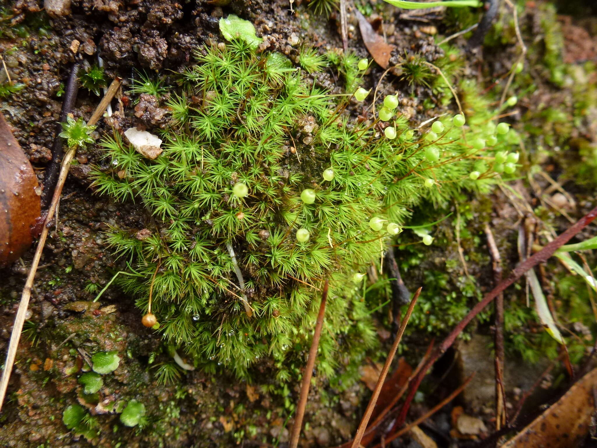 Image of Bartramia nothostricta Catcheside 1987