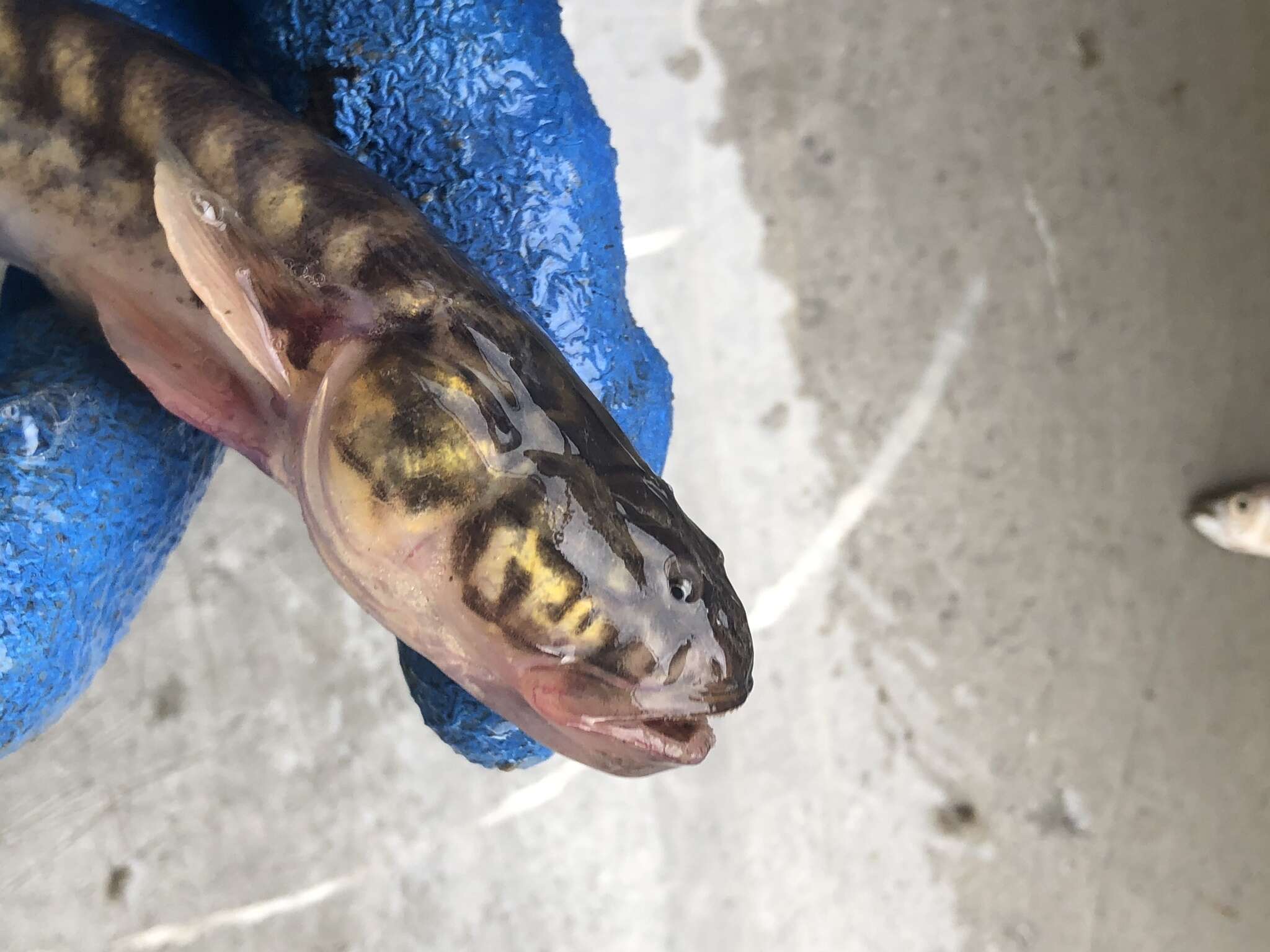 Image of Eel Gobies