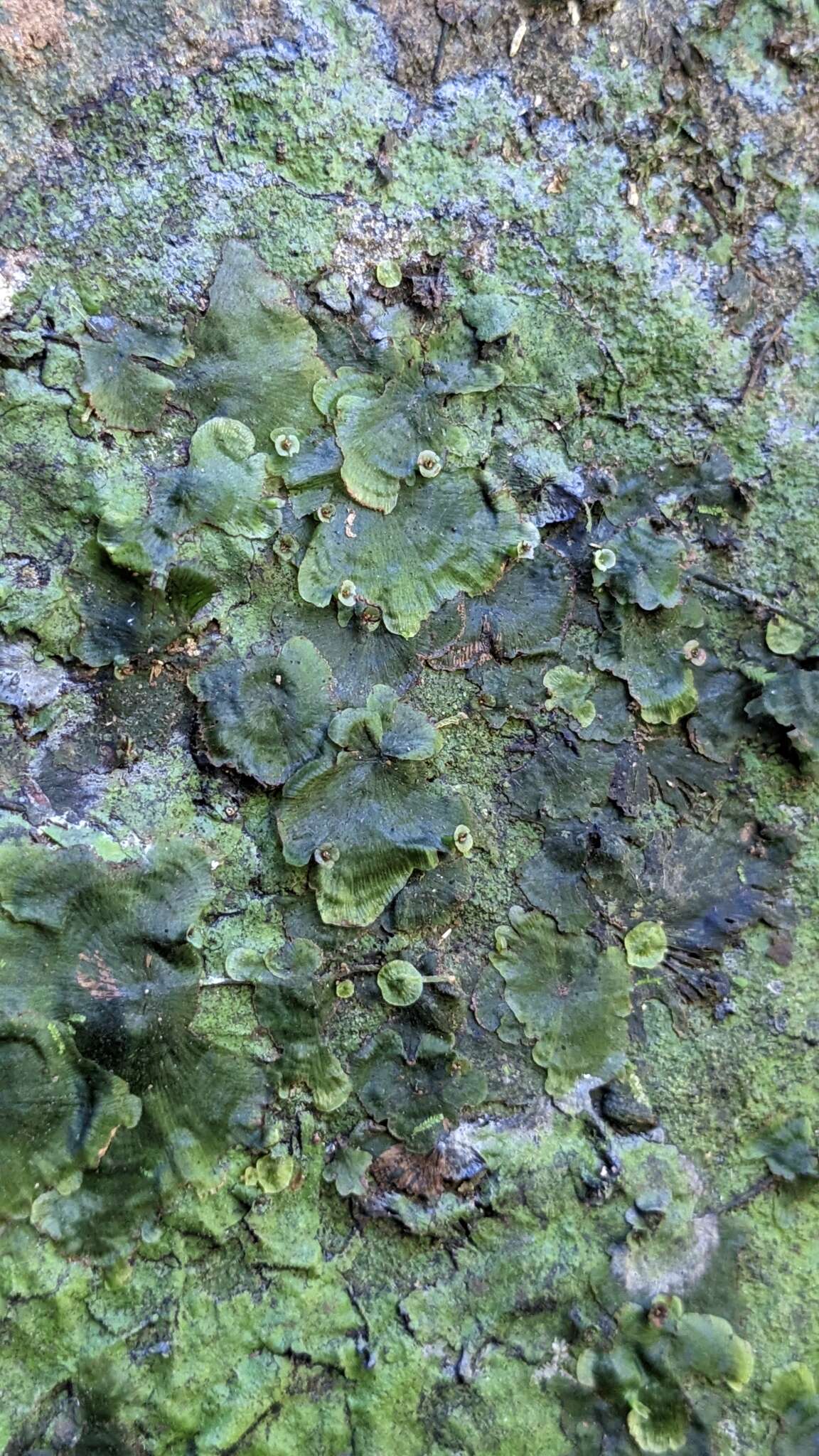 Image of Tahiti bristle fern