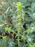 Image of Sideritis montana subsp. montana