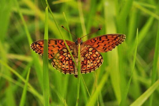 Image of Twin-spot Fritillary