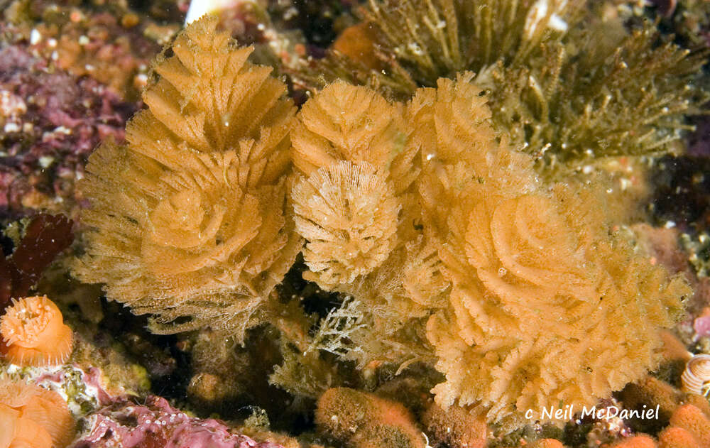 Image of Bugulina californica (Robertson 1905)