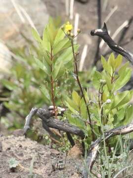 Image of Gander's ragwort