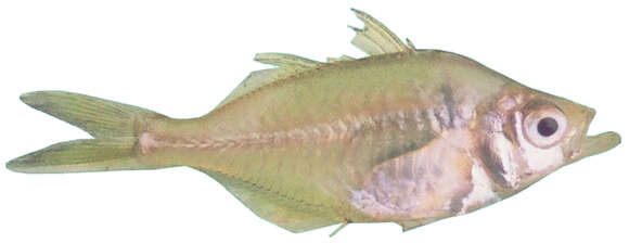 Image of Indian Glassy Fish