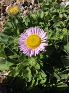 Image of seaside fleabane