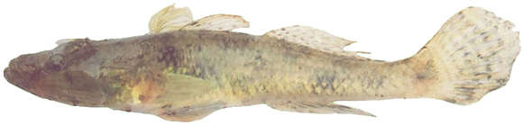 Image of Flathead Gobies