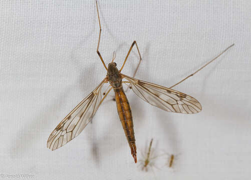 صورة Tipula (Vestiplex) scripta Meigen 1830