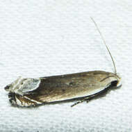 Image of Anacampsis paltodoriella Busck 1903