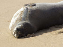 Image of Hawaiian Monk Seal