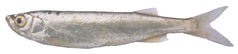 Image of Hora's Razorbelly Minnow