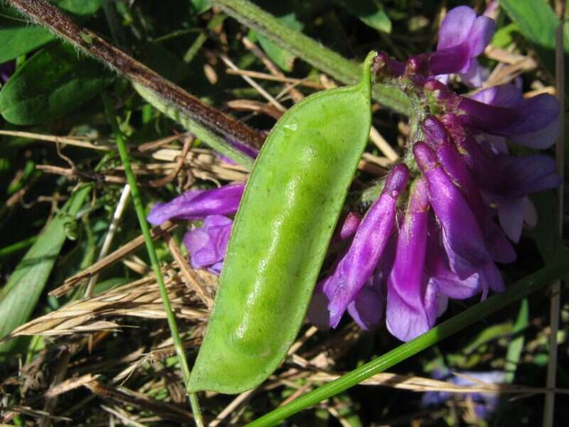 Image of fodder vetch