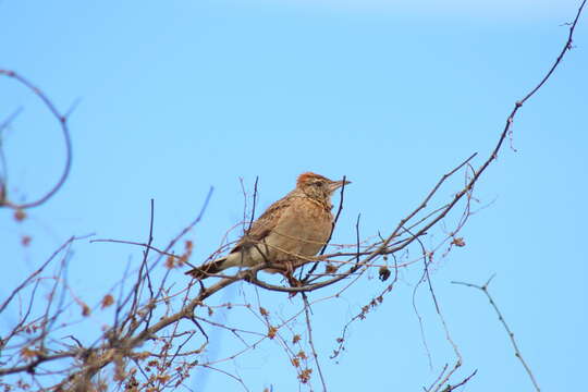 Image of Rufous-naped Lark