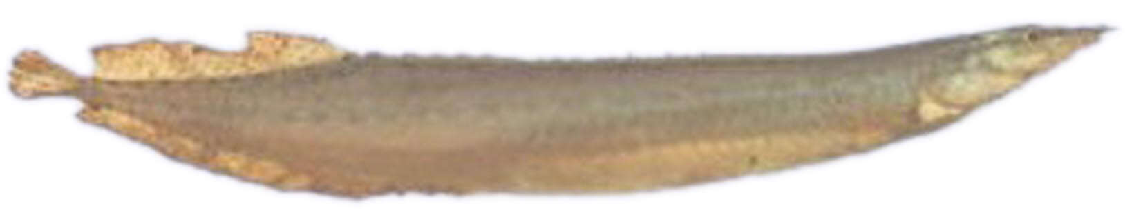 Image of Spiny Eel