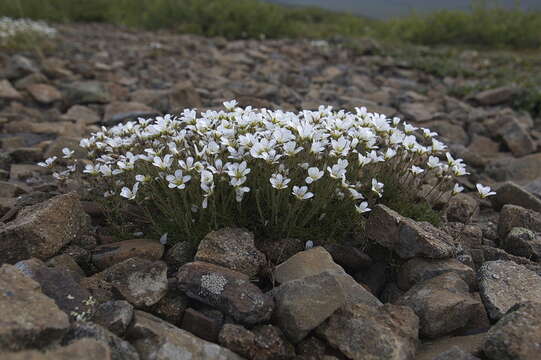 Plancia ëd Cherleria obtusiloba (Rydb.) A. J. Moore & Dillenb.