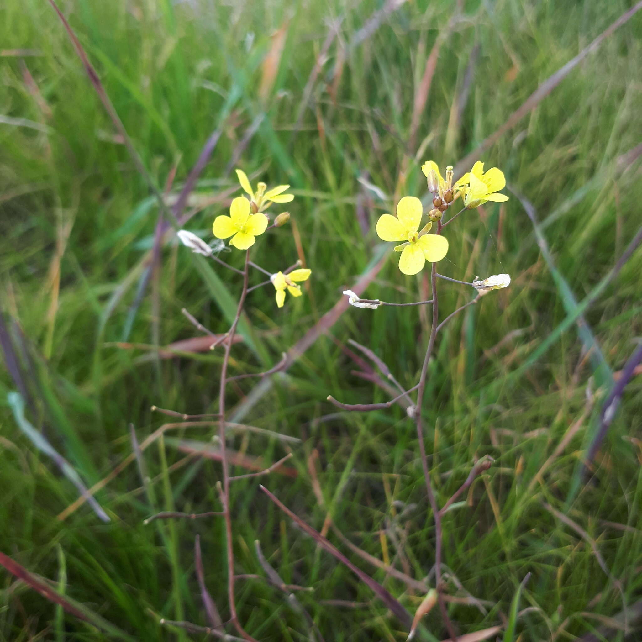 Image of Diplotaxis catholica (L.) DC.