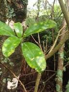 Image of Melicytus ramiflorus subsp. ramiflorus