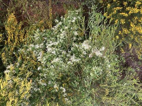 Image of Clematis linearifolia Steud.