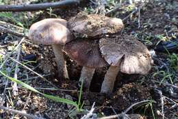 Image of Psathyrella griseopallida Thiers & A. H. Sm. 1972