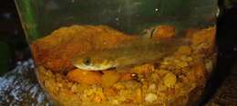 Image of Dwarf snakehead