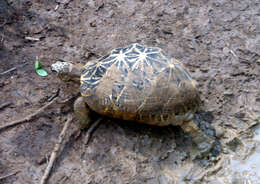 Image of Typical Tortoises