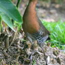 Image of Band-bellied Crake