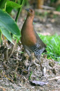 Image of Band-bellied Crake