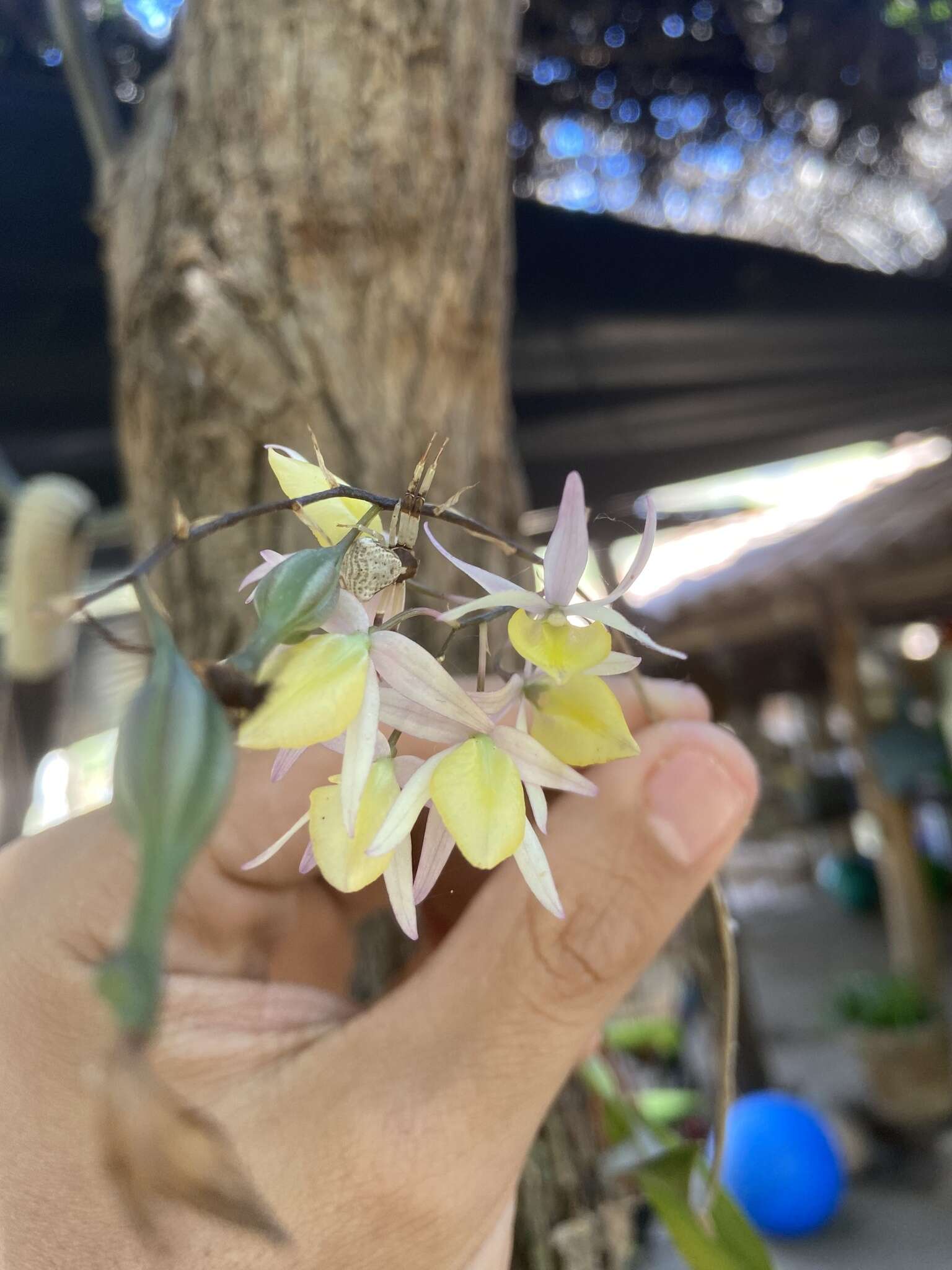 Image of Barkeria naevosa (Lindl.) Schltr.