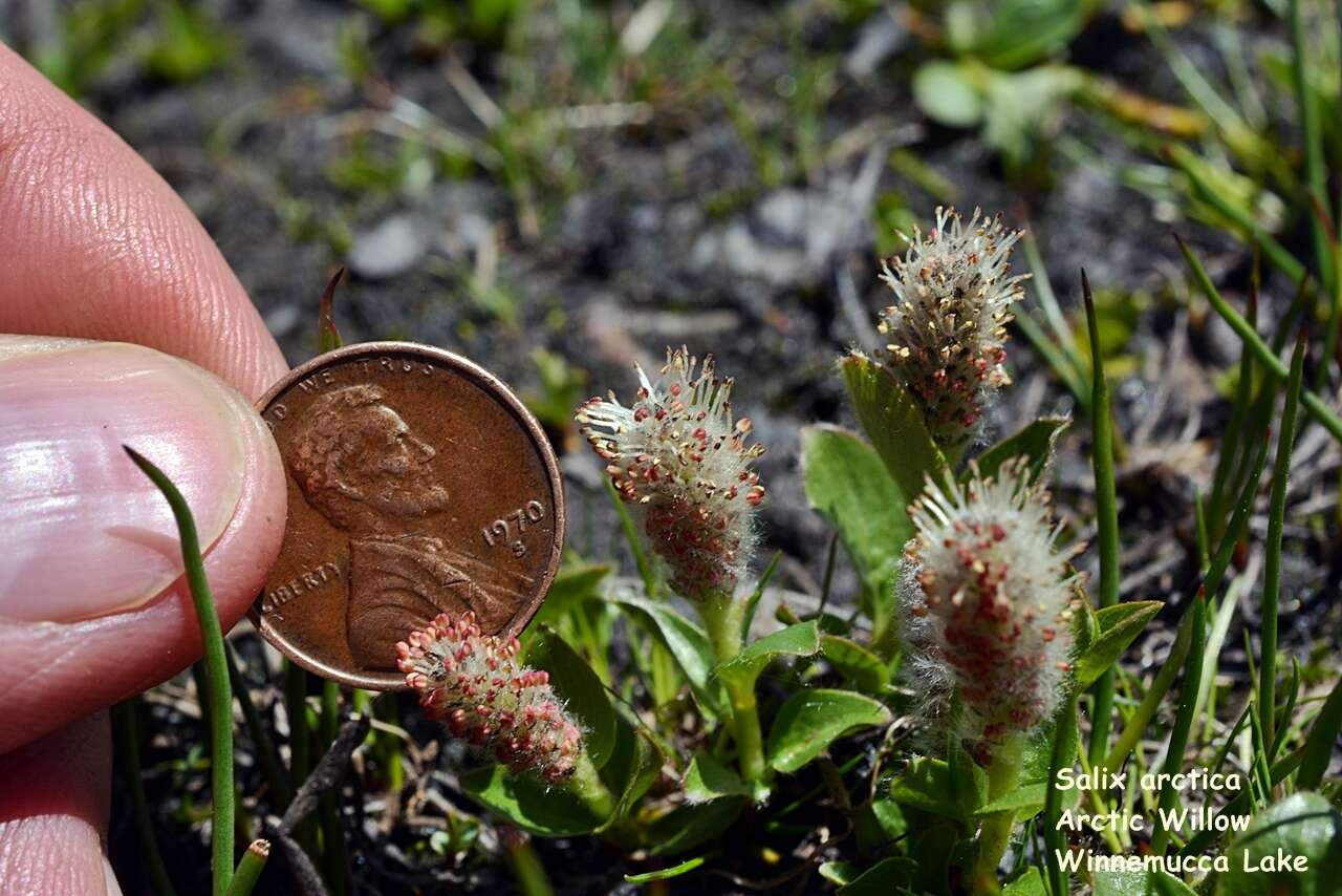 Salix petrophila Rydb. resmi