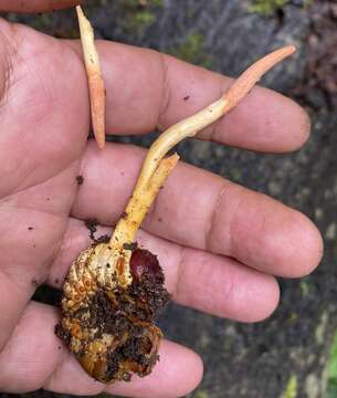 Image of Ophiocordyceps melolonthae (Tul. & C. Tul.) G. H. Sung, J. M. Sung, Hywel-Jones & Spatafora 2007