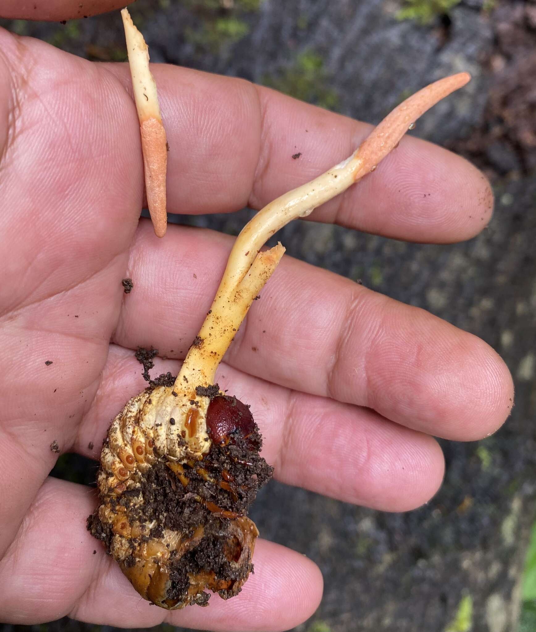 Image of Ophiocordyceps melolonthae (Tul. & C. Tul.) G. H. Sung, J. M. Sung, Hywel-Jones & Spatafora 2007