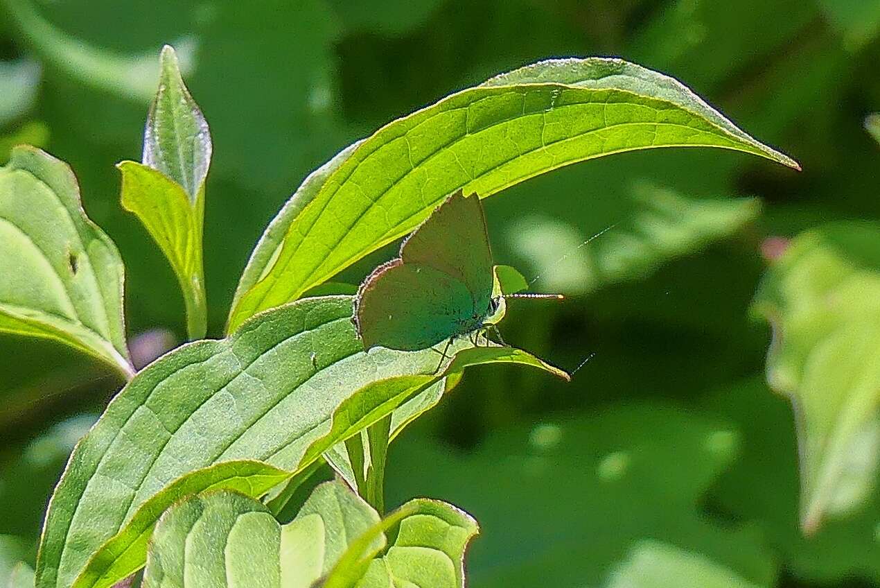 Imagem de Callophrys chalybeitincta Sovinsky 1905